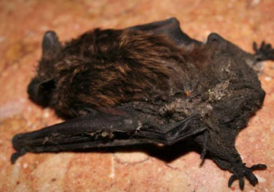 lepidlo