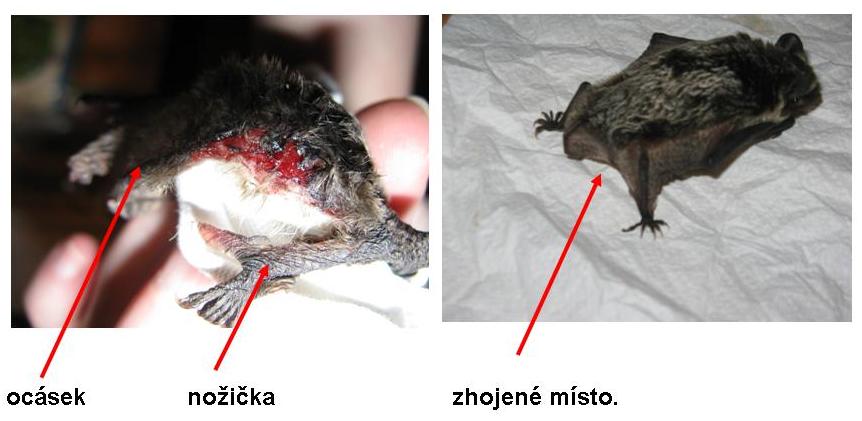 pavlina